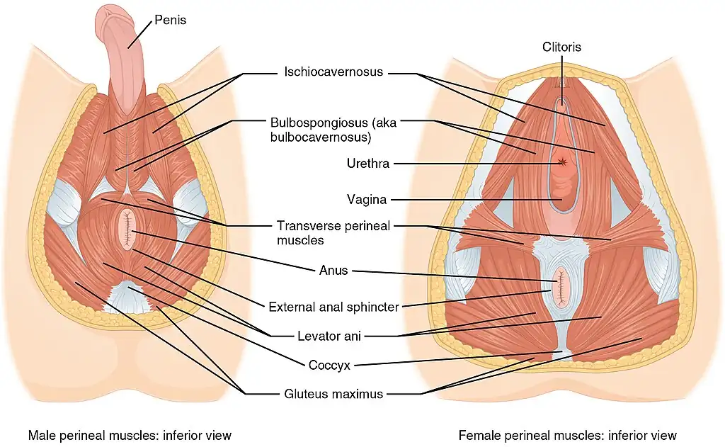 ¿Qué son los ejercicios de Kegel?