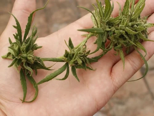 usar drogas durante las relaciones sexuales se llama ChemSex